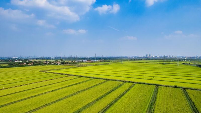 生态农业产业链平台搭建：揭秘高效协同的关键要素