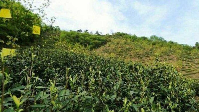 休闲农业公司规模分类解析：如何选择合适的合作伙伴