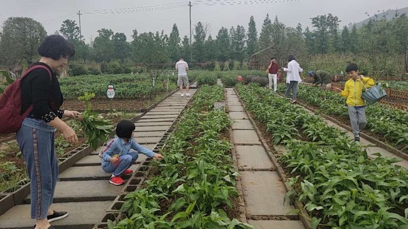 有机蔬菜与普通蔬菜：保存时长大揭秘