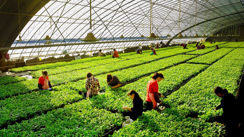 2024农业项目品牌排行：揭秘行业新趋势**