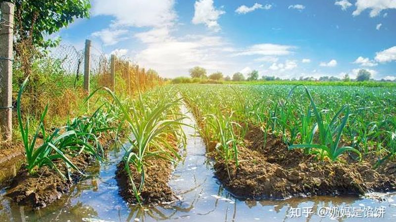 现代农业产业园加盟，如何把握标准与规范？**