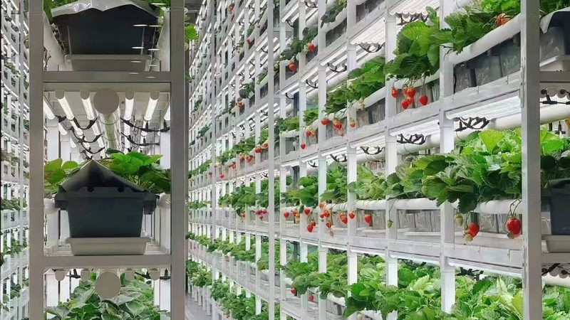 生鲜分拣效率提升的关键因素